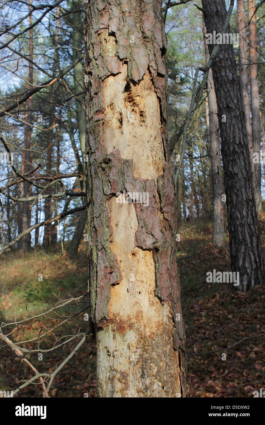 Diseased pine tree attacked by bark beetle Stock Photo - Alamy