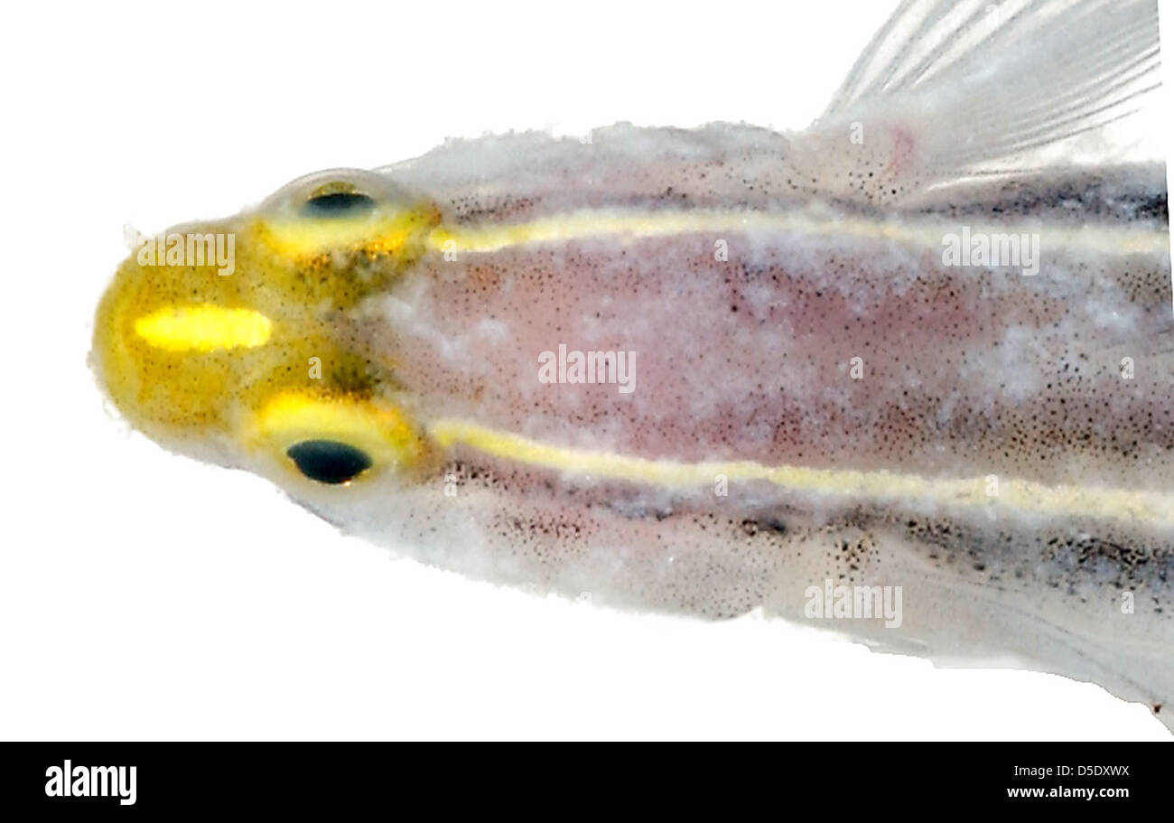 Elacatinus xanthiprora, Head (Yellowprow Goby Stock Photo Alamy