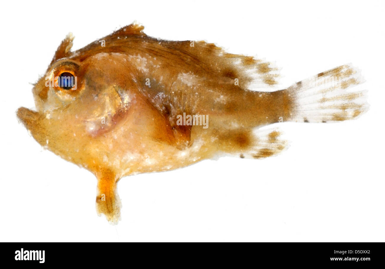 Histrio histrio, Juvenile (Sargassumfish) Stock Photo