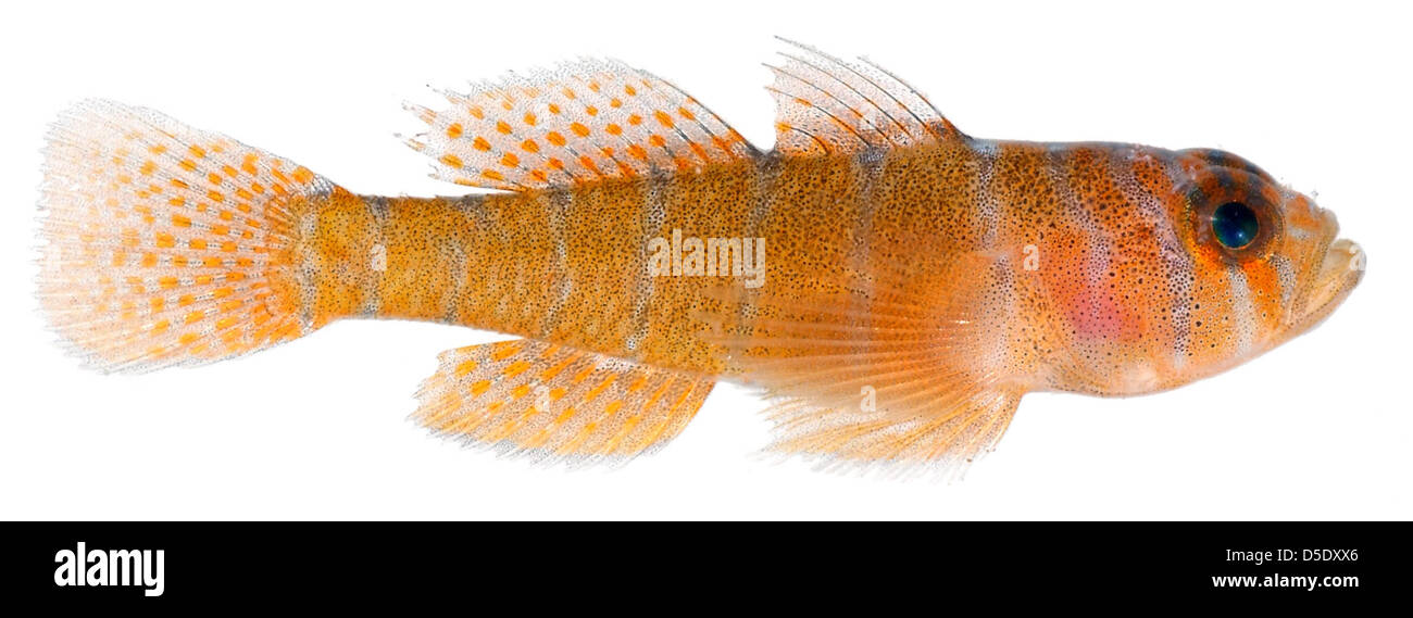 Priolepis hipoliti, Adult (Rusty Goby) Stock Photo