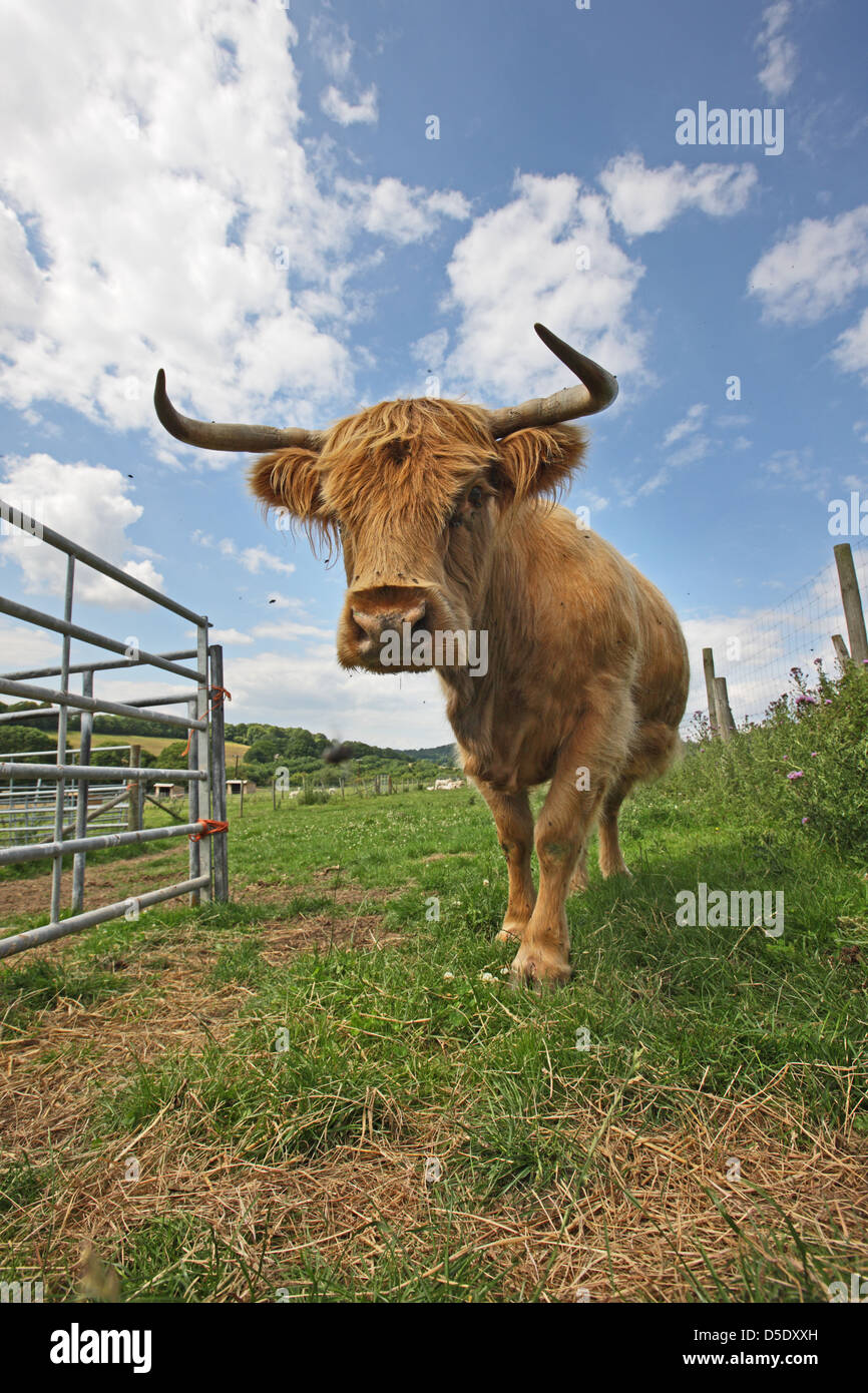 The Highland is a Scottish breed of rustic cattle. Very inquisitive and accompanied by attendant flies. Forest of Dean, Gloucestershire. Stock Photo