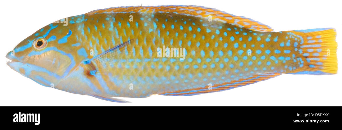 Yellow wrasse or canary wrasse hi-res stock photography and images - Alamy