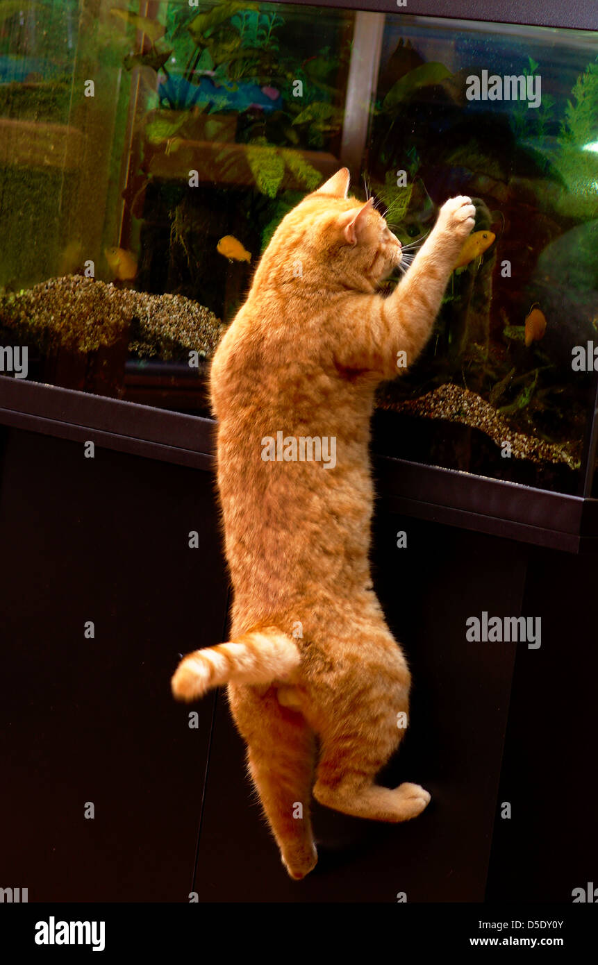 Red cat catching fish in aquarium Stock Photo Alamy