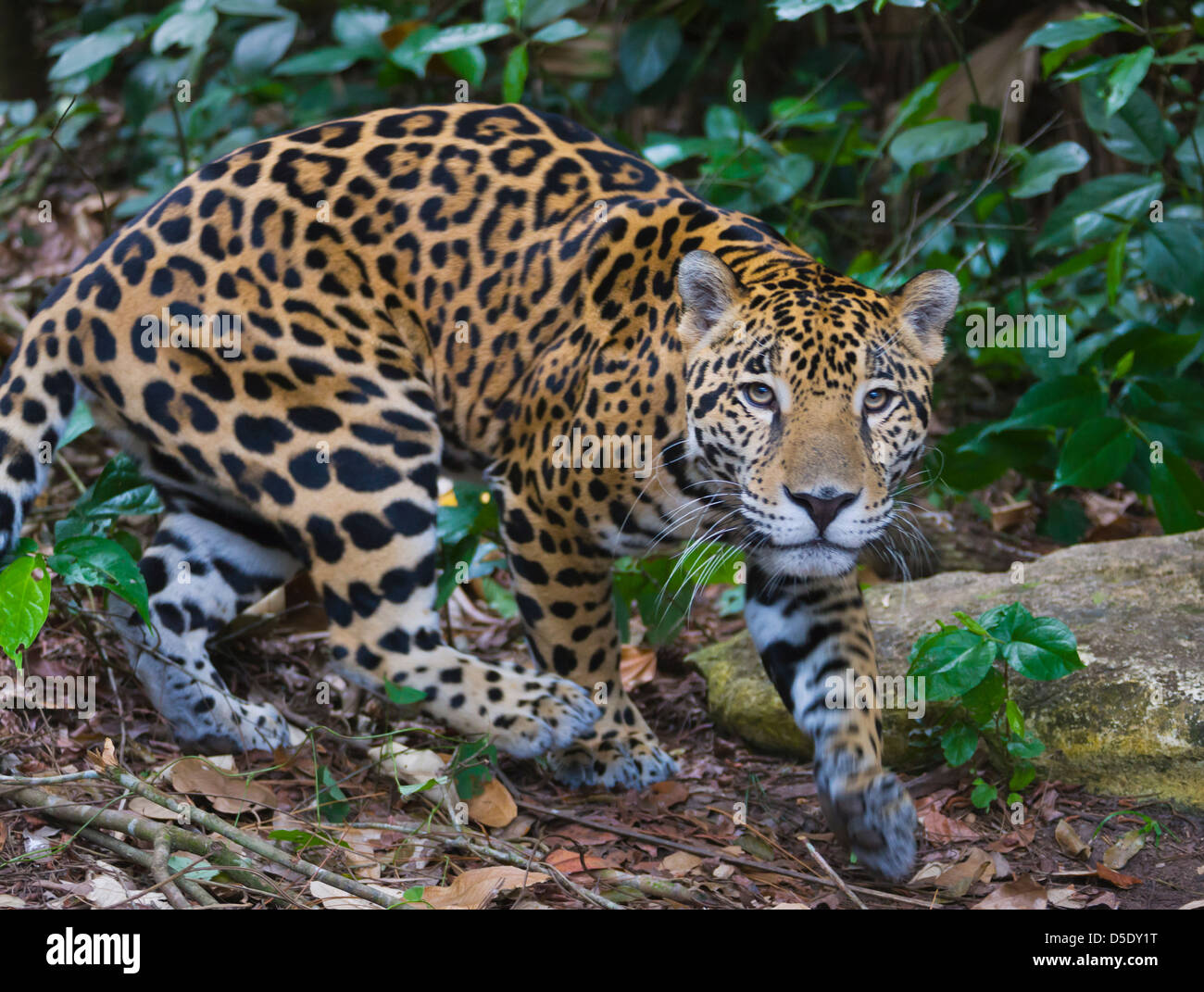 Jaguar animal hi-res stock photography and images - Alamy