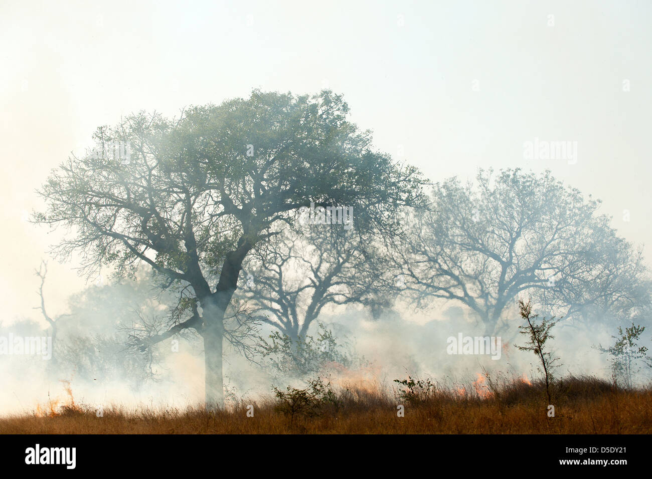 A Forest Fire Rages Through The Grass And Trees Producing Lots Of Smoke 