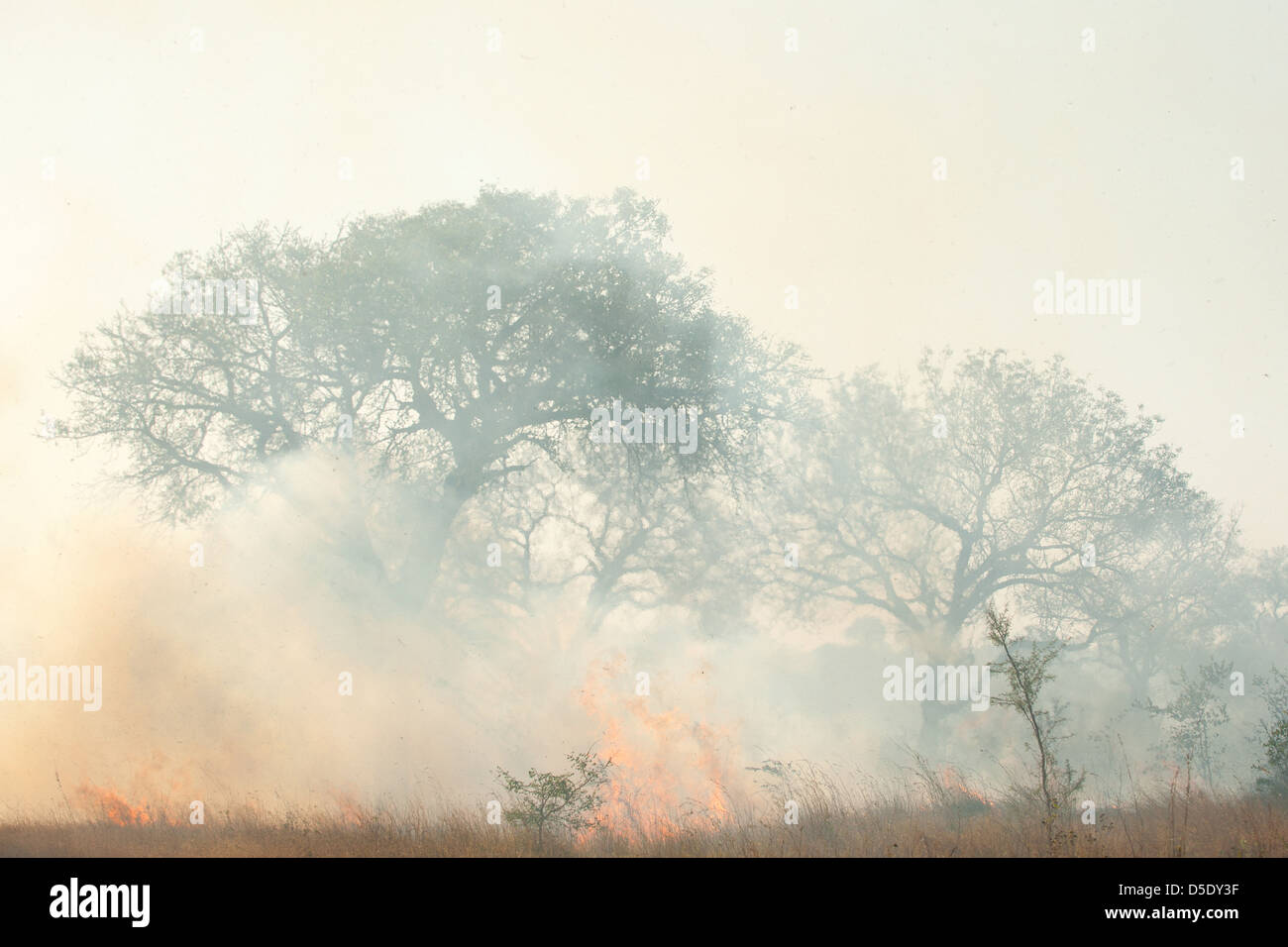 A Forest Fire Rages Through The Grass And Trees Producing Lots Of Smoke 
