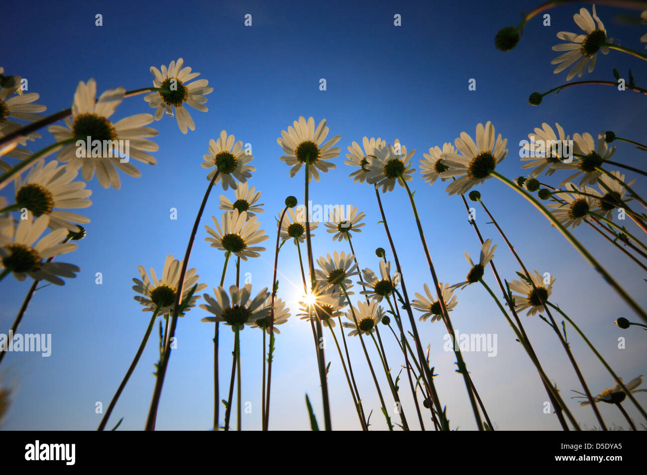 Daisies (chrysanthemum cinerariifolium) Stock Photo