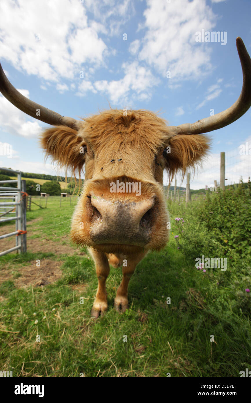 The Highland is a Scottish breed of rustic cattle. Very inquisitive and accompanied by attendant flies. Forest of Dean, Gloucestershire. Stock Photo