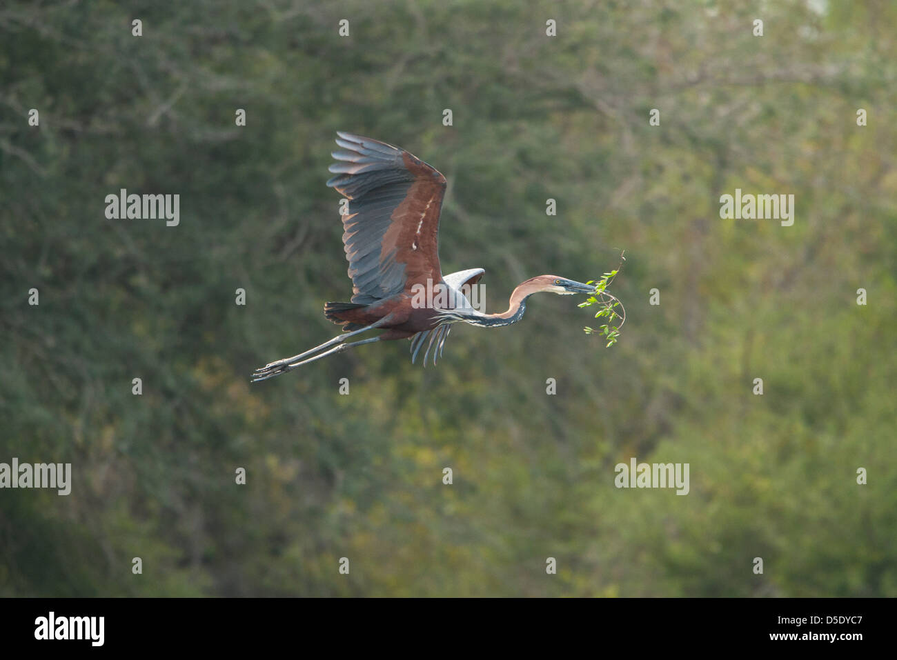 A Goliath heron flying with nest material in its beak (Ardea goliath) Stock Photo