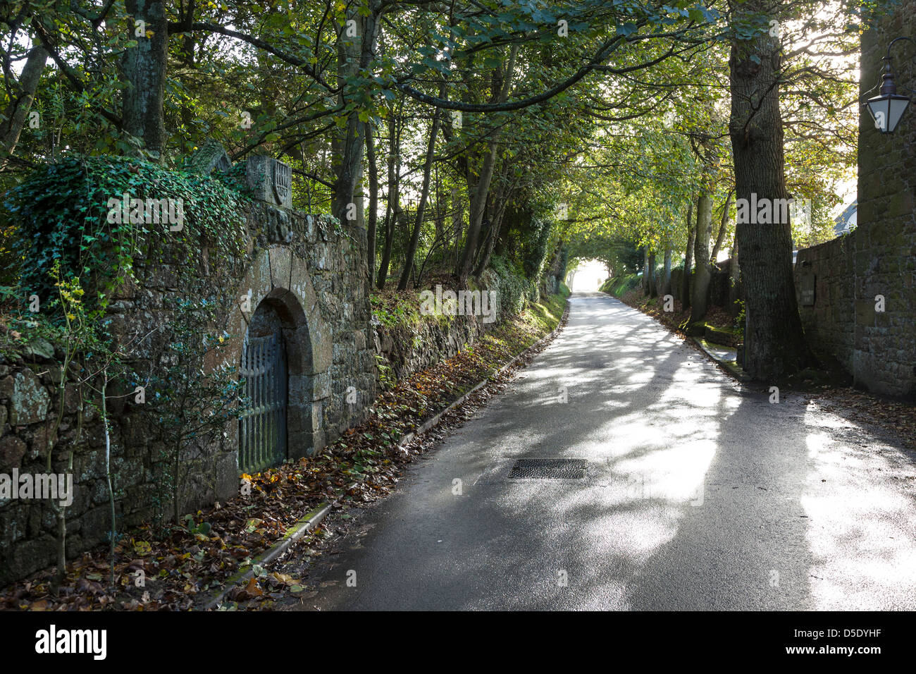 Tree shaded lane hi res stock photography and images Alamy