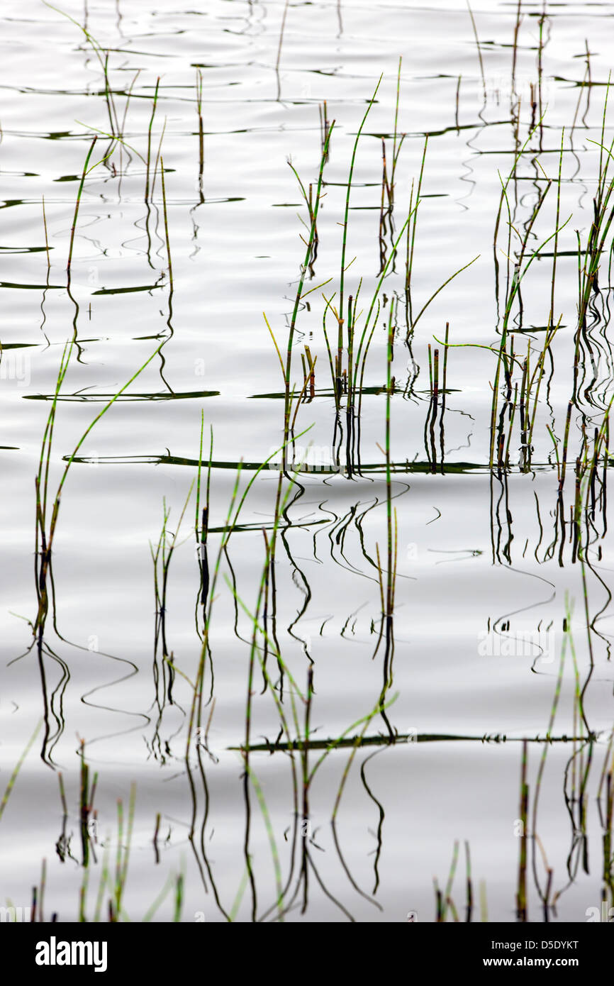 Marsh Pattern High Resolution Stock Photography and Images - Alamy