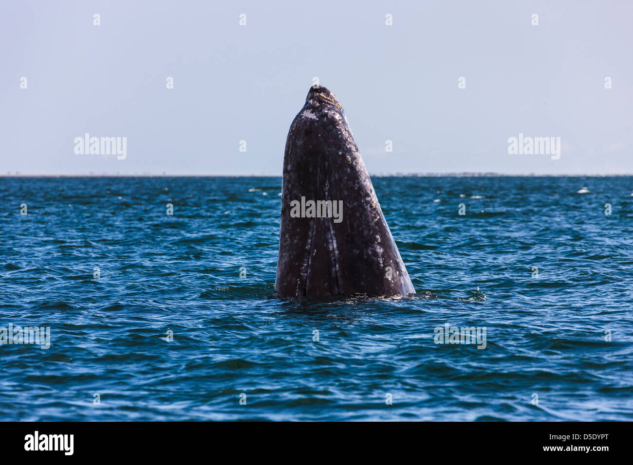 Gray whale spyhopping in the Sea of Cortez, Baja California, Mexico Stock Photo