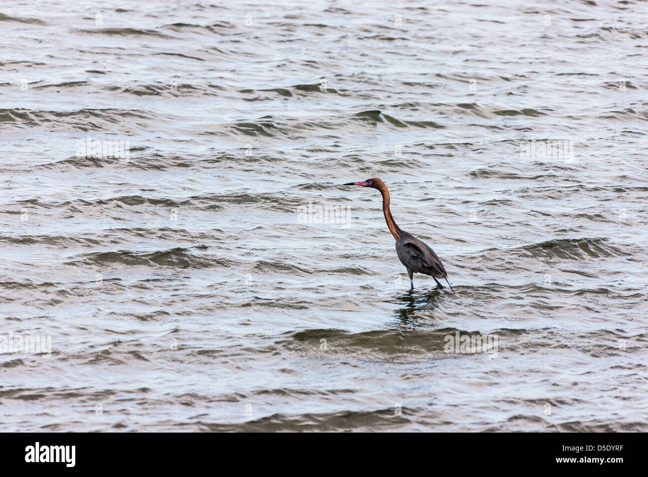 Heron in the Sea of Cortez, Baja California, Mexico Stock Photo