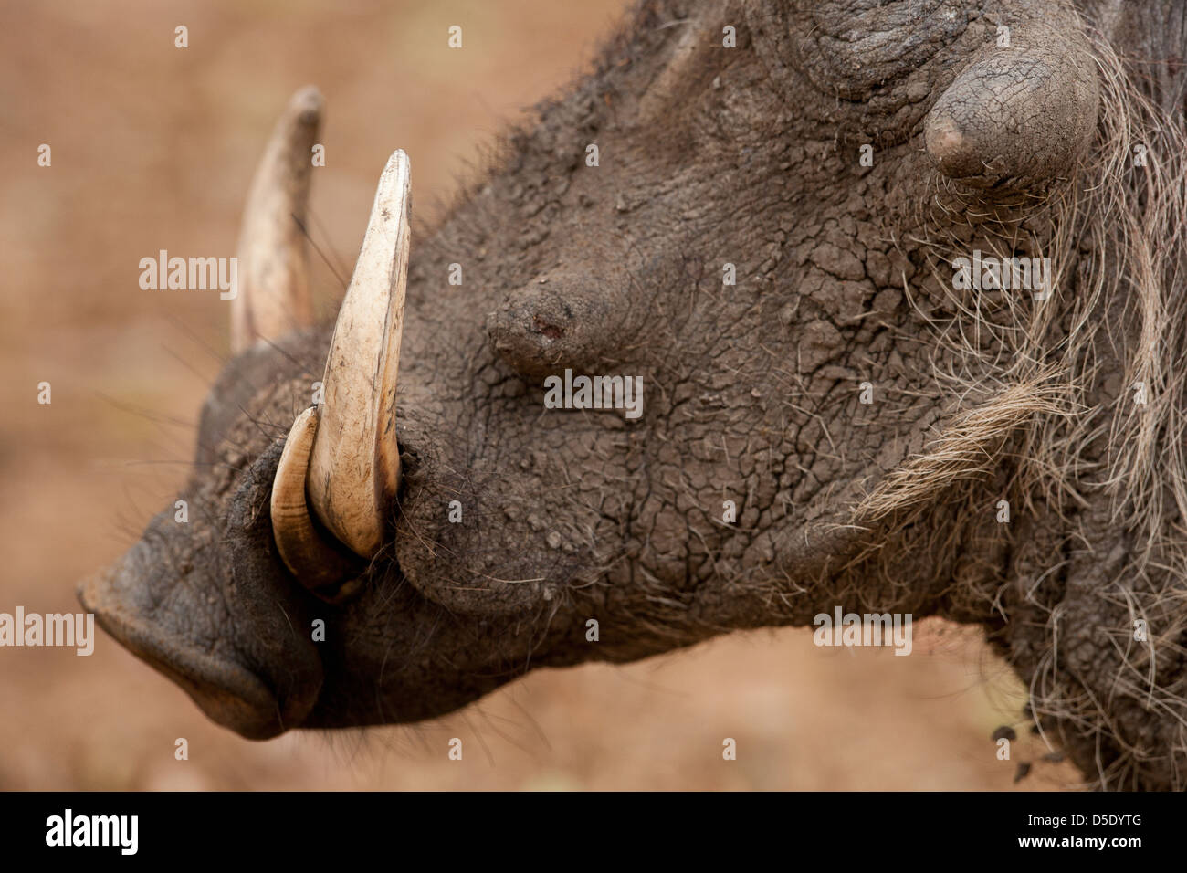 The tusks of Common Warthog in the grass (Phacochoerus africanus) Stock Photo
