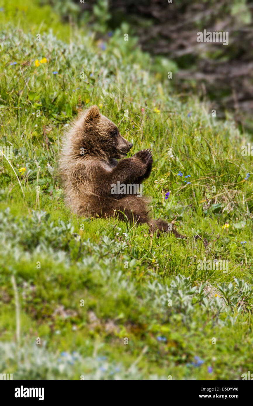 Grizzly bear cub (Ursus arctos horribilis), near Highway Pass, Denali National Park, Alaska, USA Stock Photo