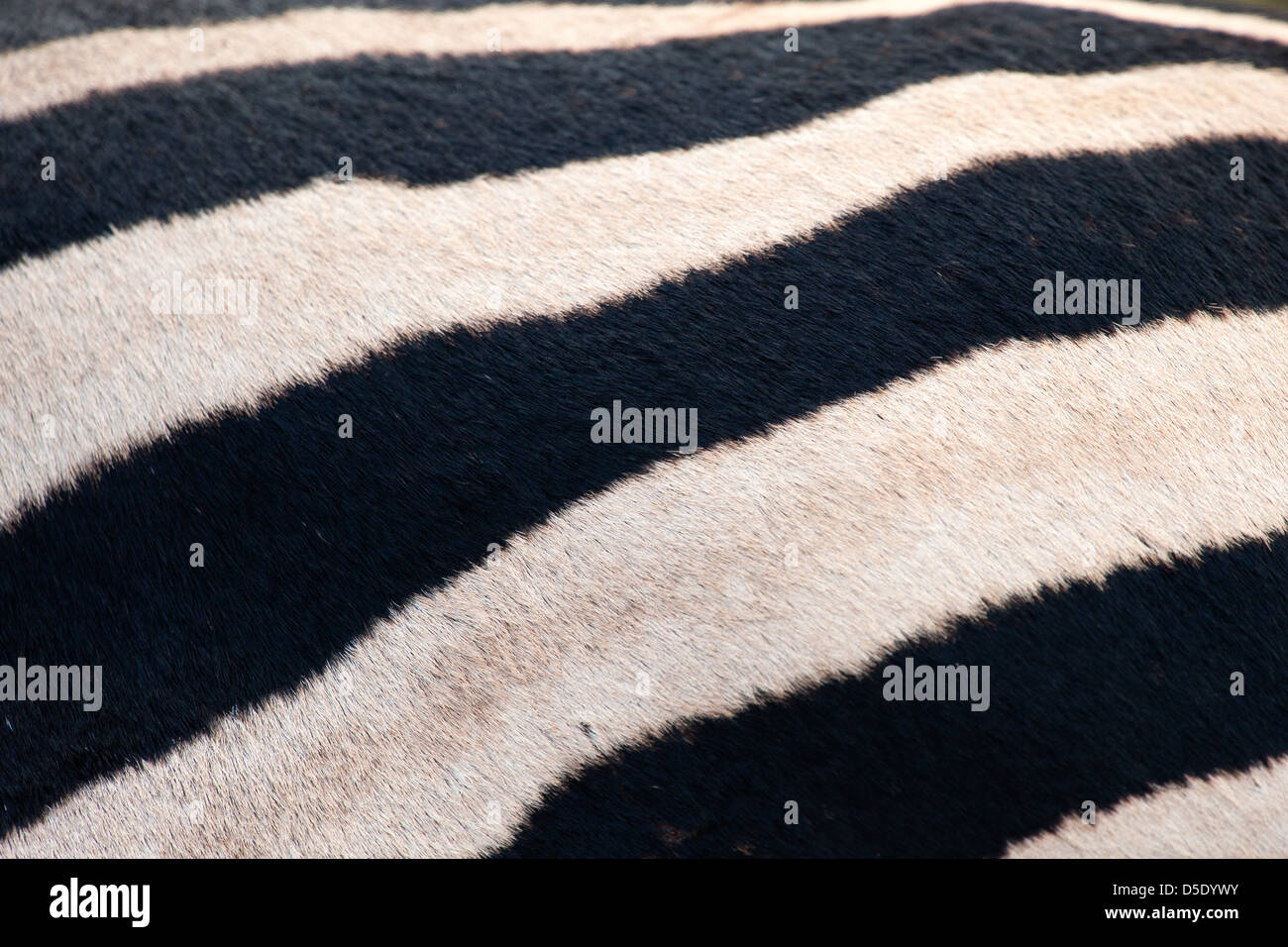 Detail of the skin of a Common , Plains or Burchell's Zebra (Equus quagga burchellii) Stock Photo
