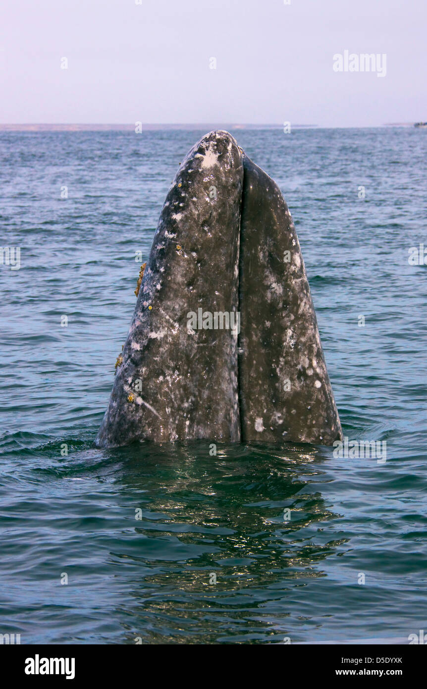 Gray whale spyhopping in the Sea of Cortez, Baja California, Mexico Stock Photo