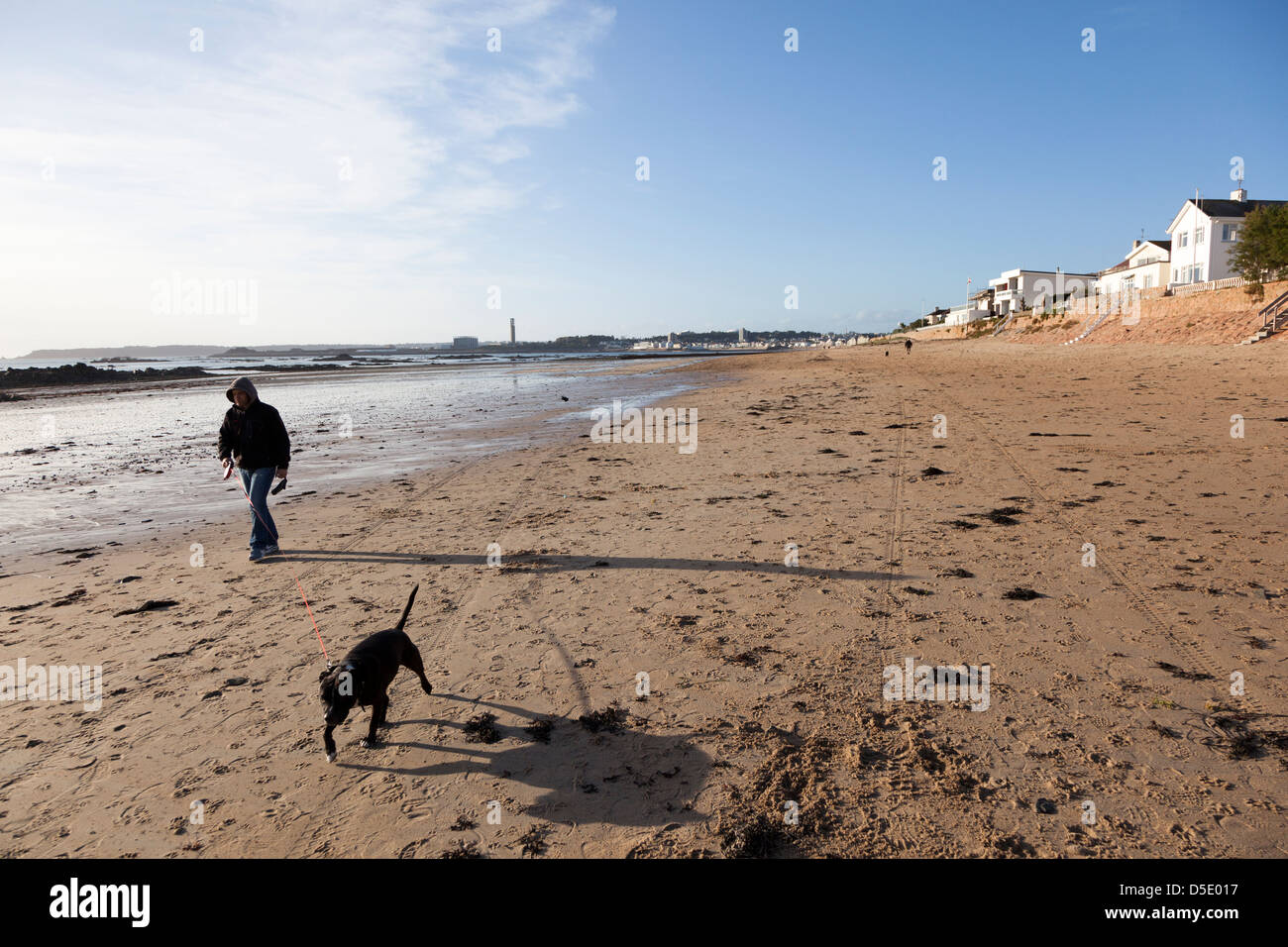 Man walking dog on well used beach with tire tracks and footprints, St Helier, Channel Islands, UK Stock Photo