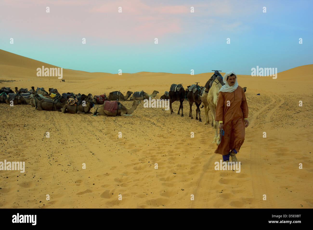 Camel driver Stock Photo