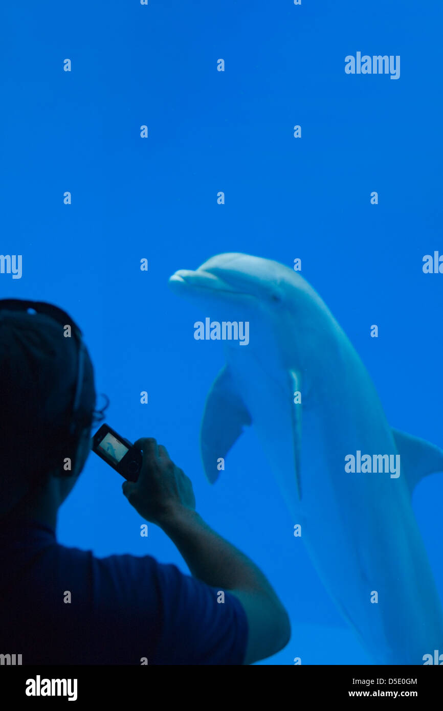 Dolphin in the aquarium, Veracruz, Mexico Stock Photo