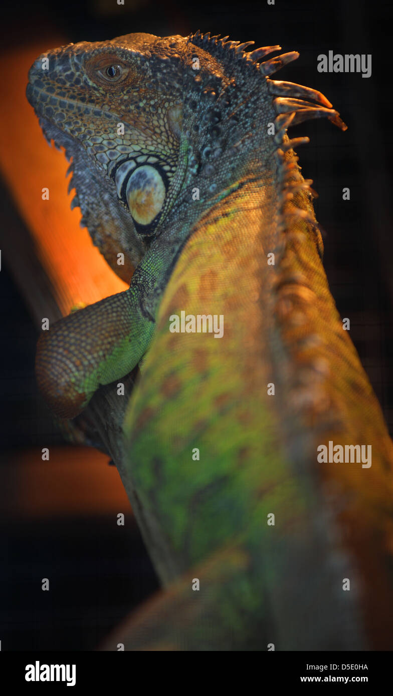 Green Iguana Iguana iguana basking under a heat lamp in captivity