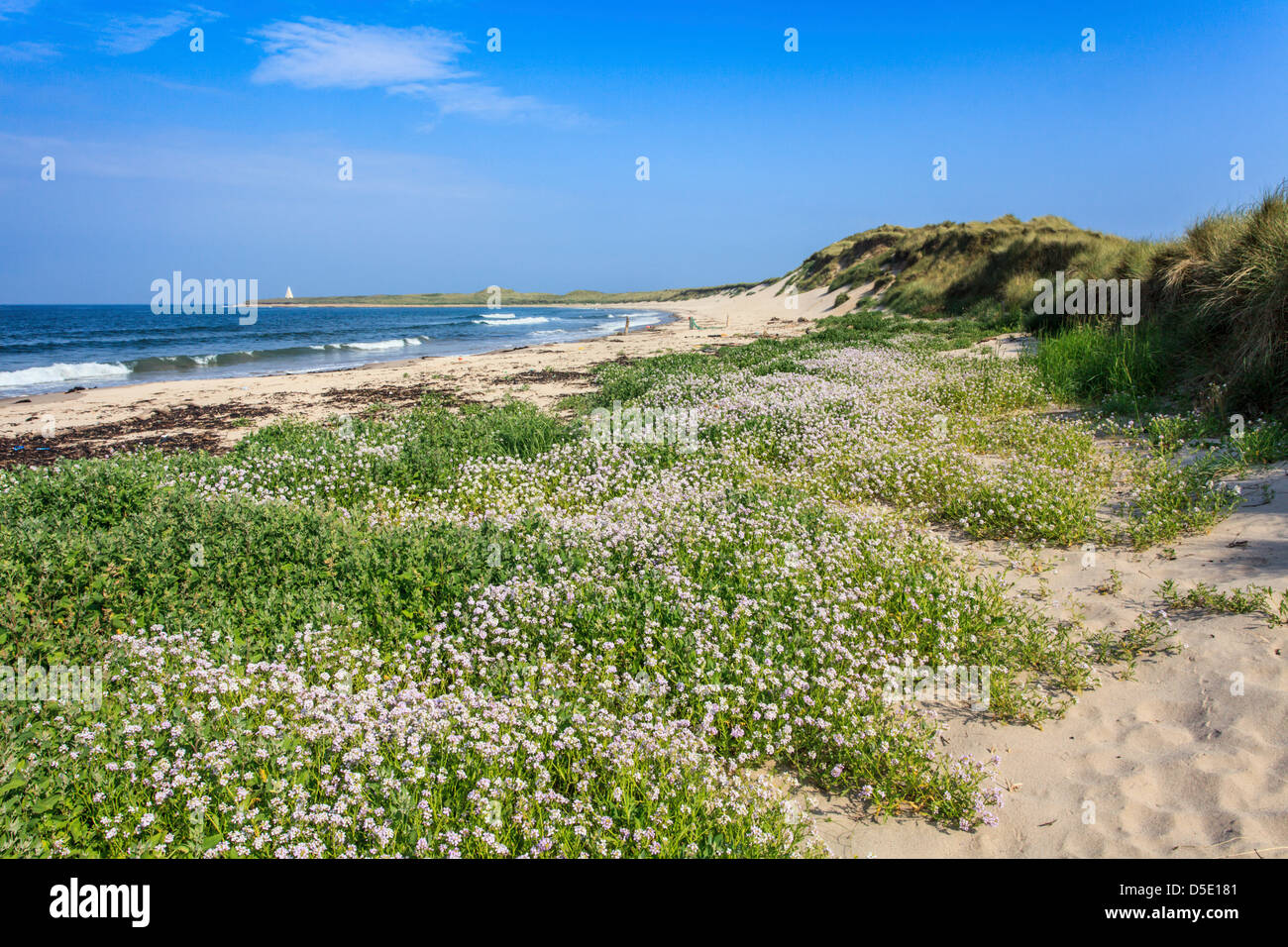 Emmanuel Head on the holy island of Lindisfarne in Northumberland Stock Photo