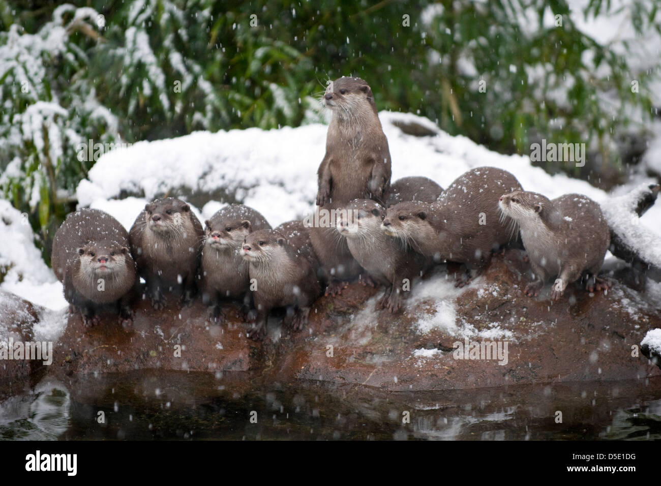 A group of Oriental Small-Clawed Otters on a rock in the snow (Amblonyx cinereus) Stock Photo