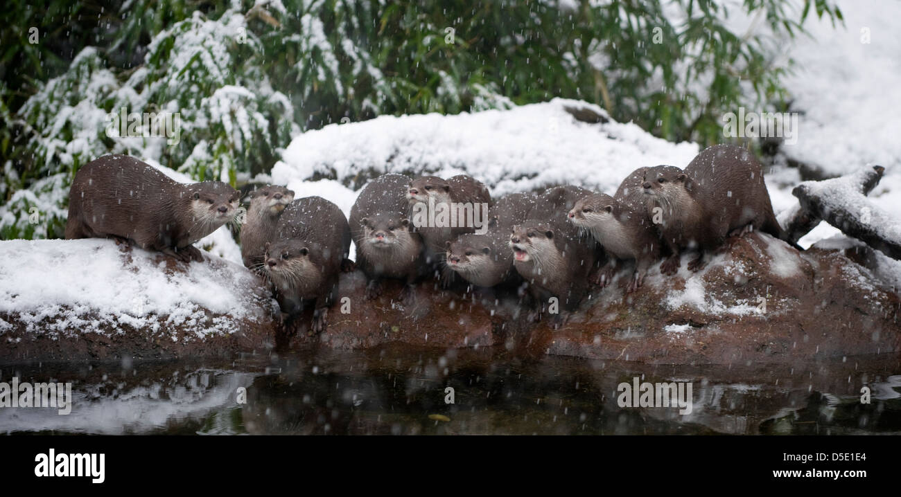 A group of Oriental Small-Clawed Otters on a rock in the snow (Amblonyx cinereus) Stock Photo