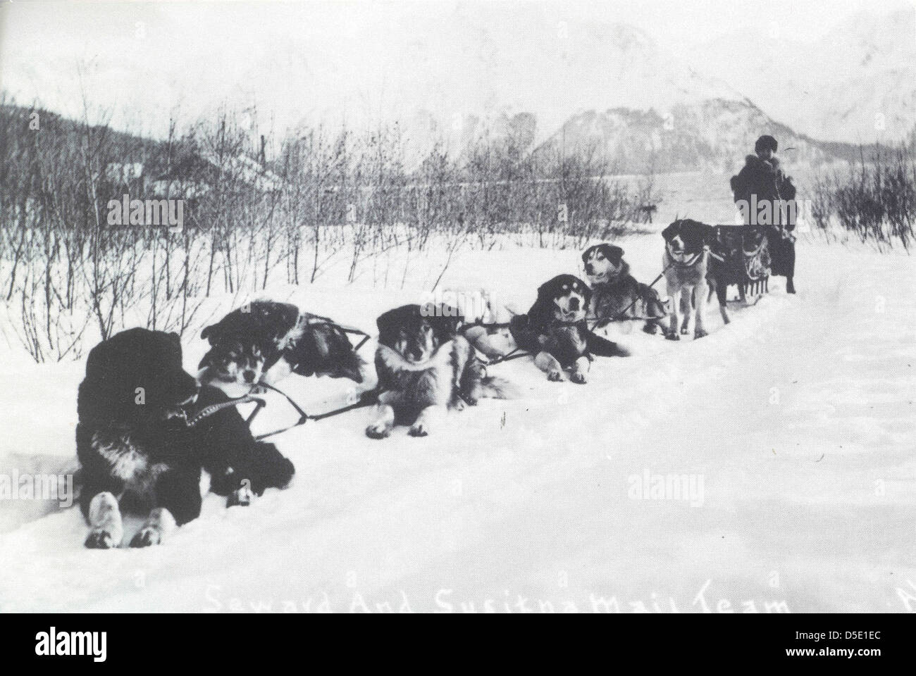 Klondike Gold Rush Sled Dogs