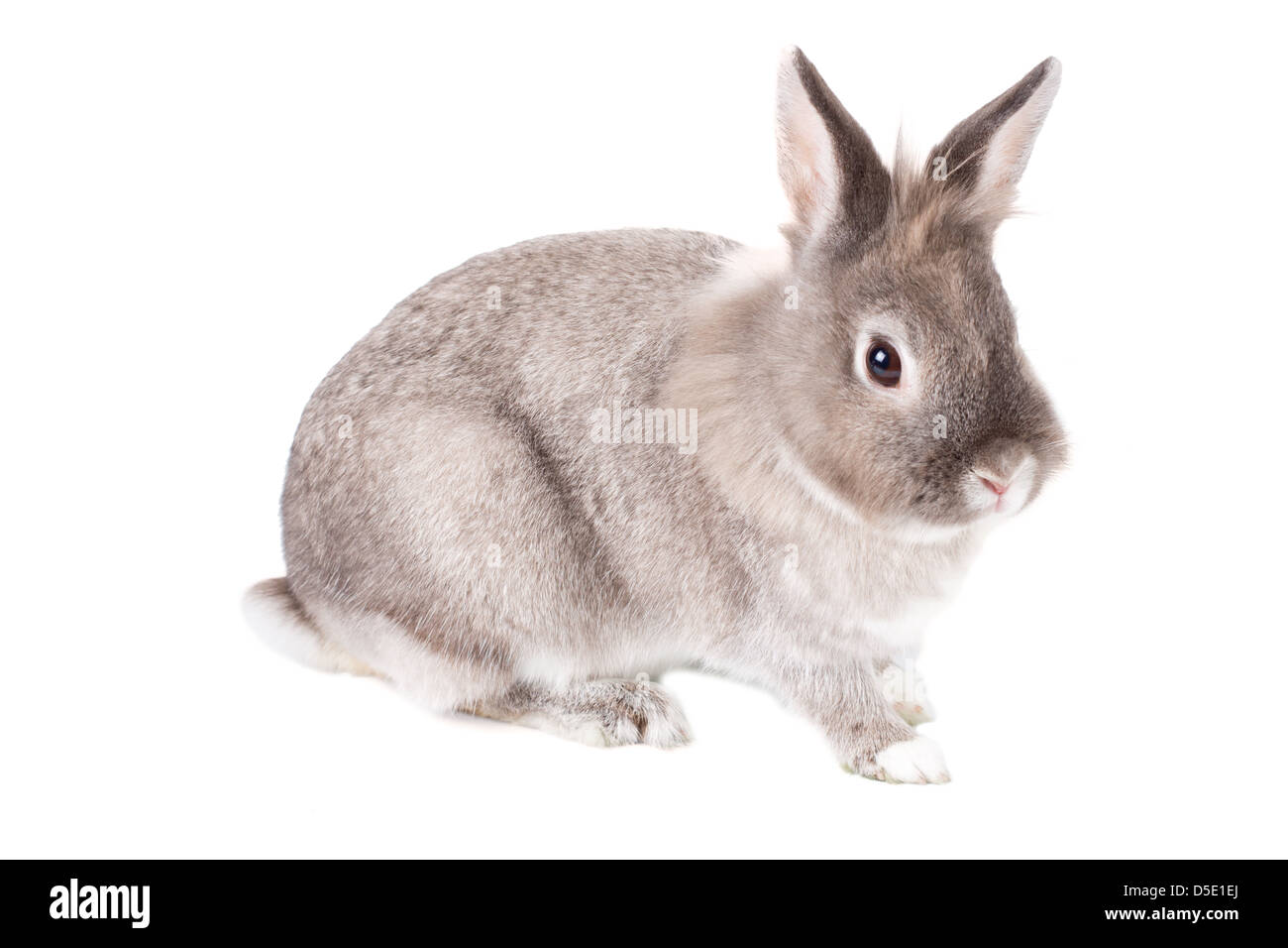 Cute little furry grey and white bunny rabbit, symbolic of Easter ...