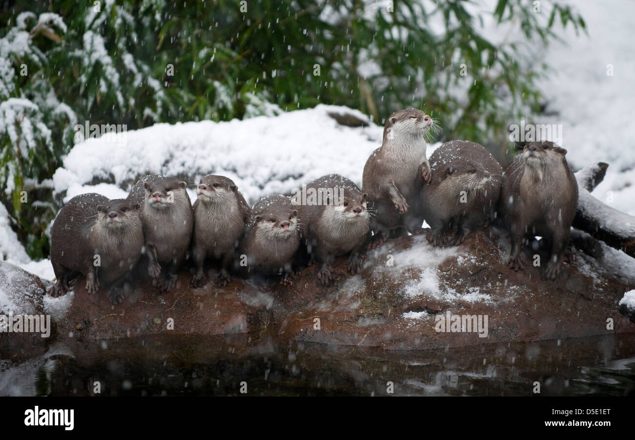A group of Oriental Small-Clawed Otters on a rock in the snow (Amblonyx cinereus) Stock Photo