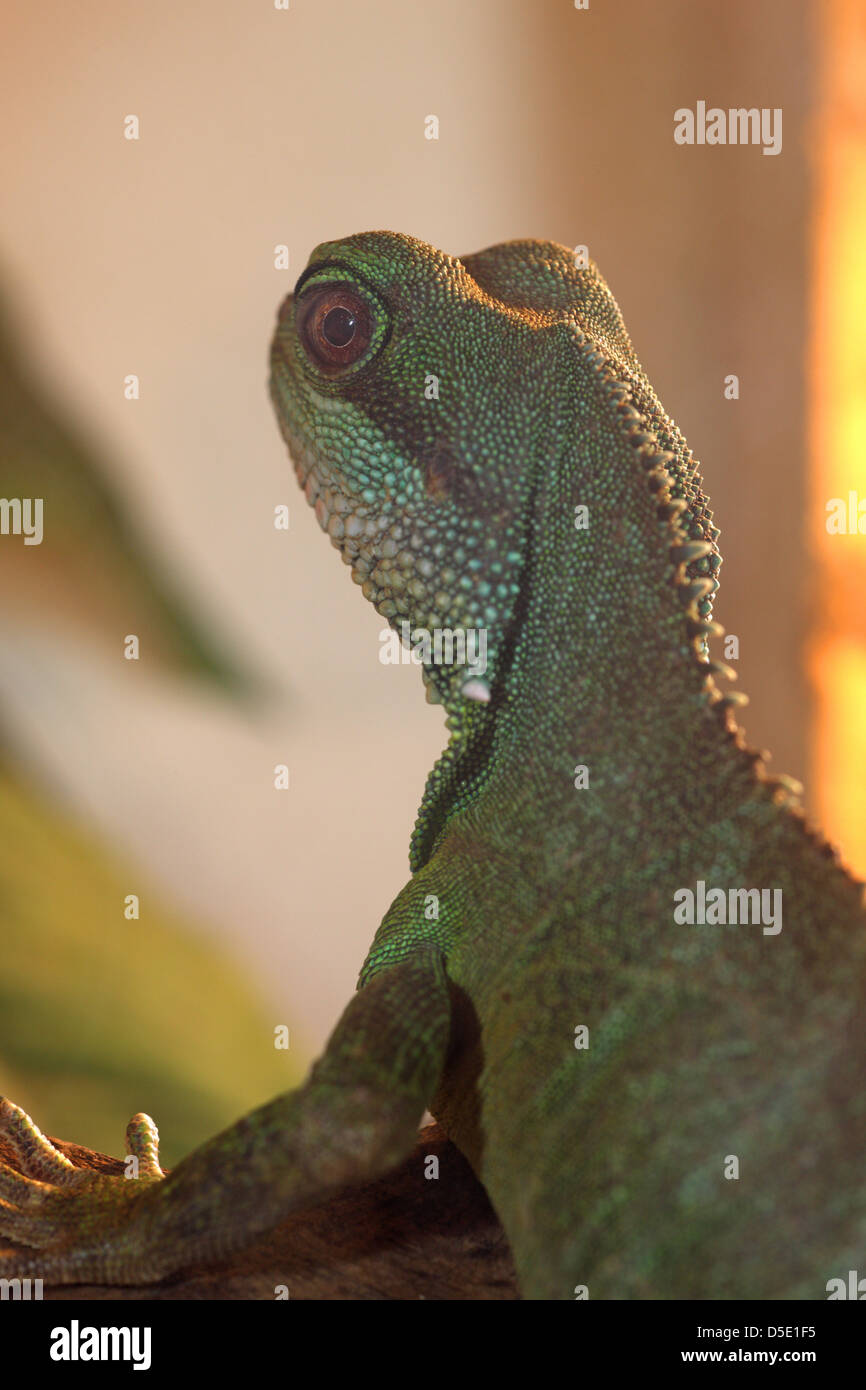 Chinese Water Dragon Physignathus cocincinus basking under a heat