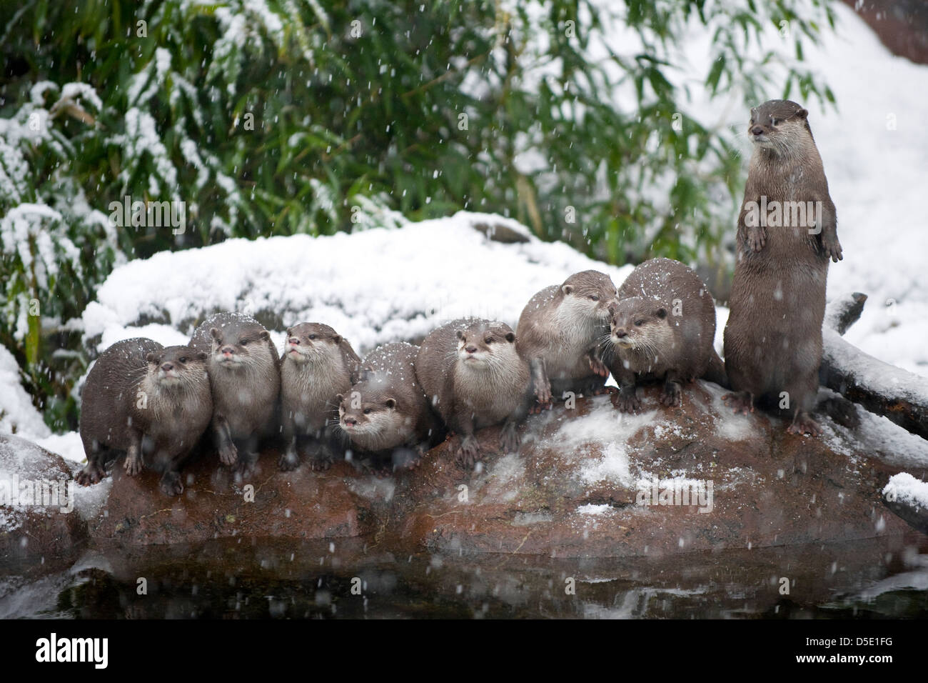 A group of Oriental Small-Clawed Otters on a rock in the snow (Amblonyx cinereus) Stock Photo