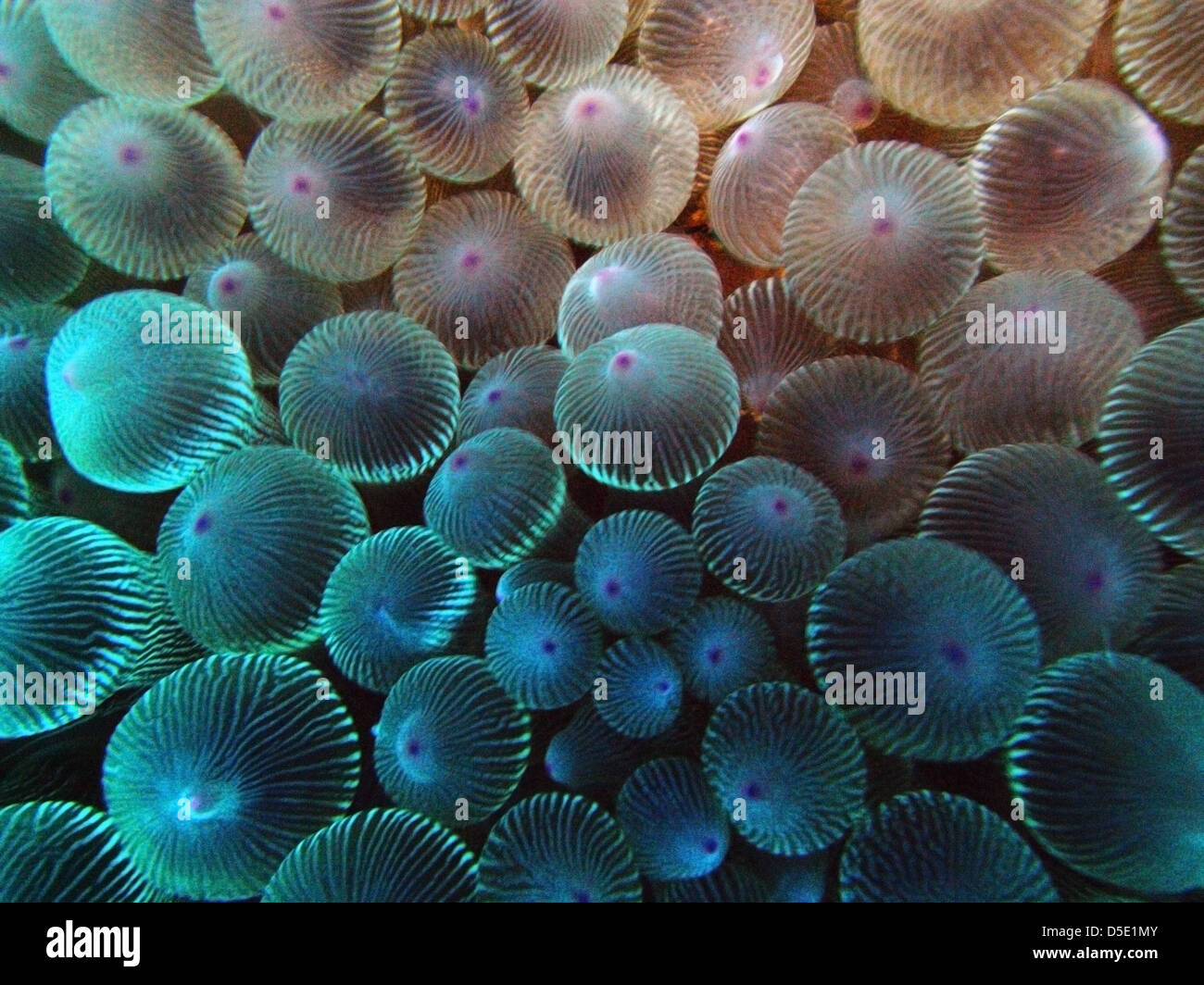 Detail of anemone tentacles, Admiralty Islands, Lord Howe Island Marine Park, Australia Stock Photo