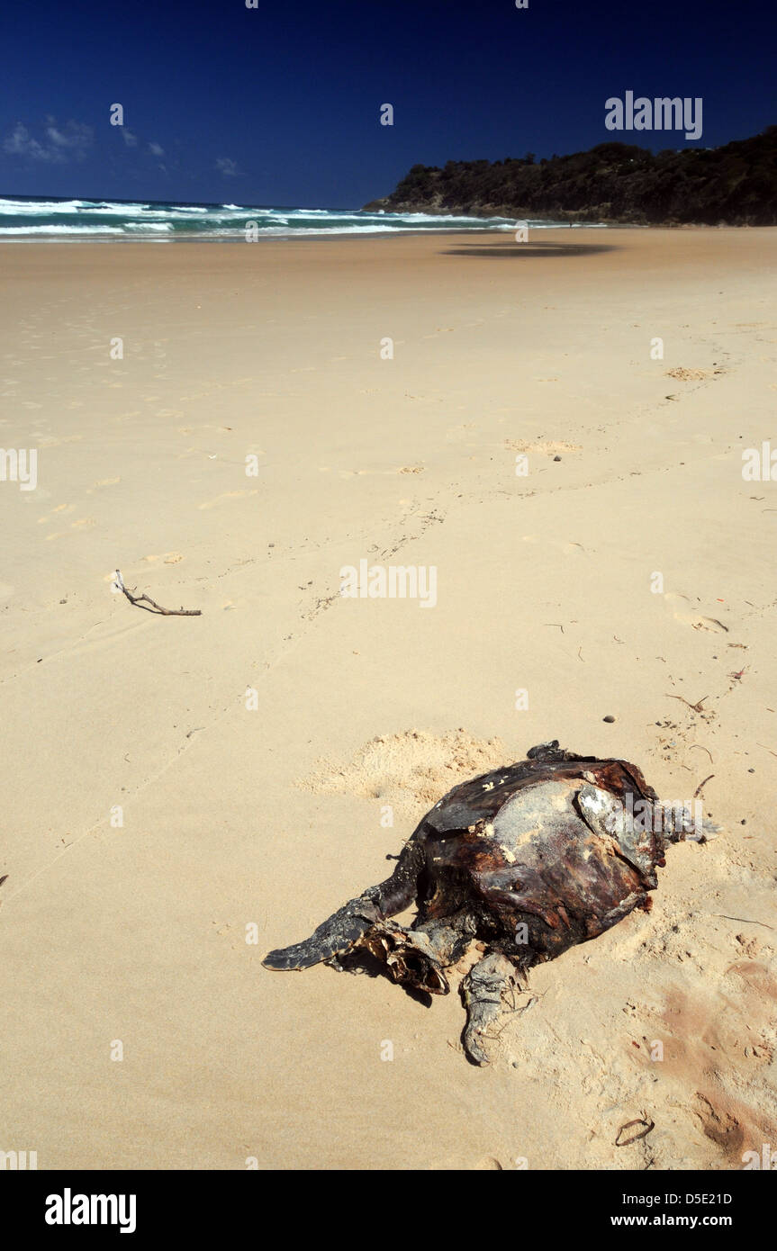 Dead sea turtle washed up on Frenchman's Beach, North Stradbroke Island, Queensland, Australia Stock Photo