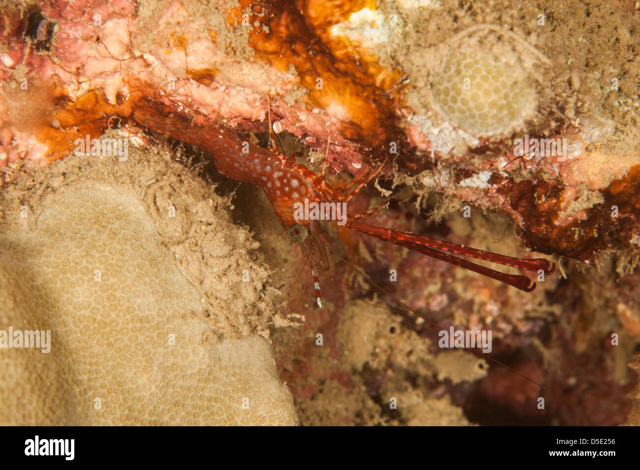 Reticulated Hinge-beak Shrimp (Cinetorhynchus reticulatus) on a tropical coral reef in Bali, Indonesia. Stock Photo