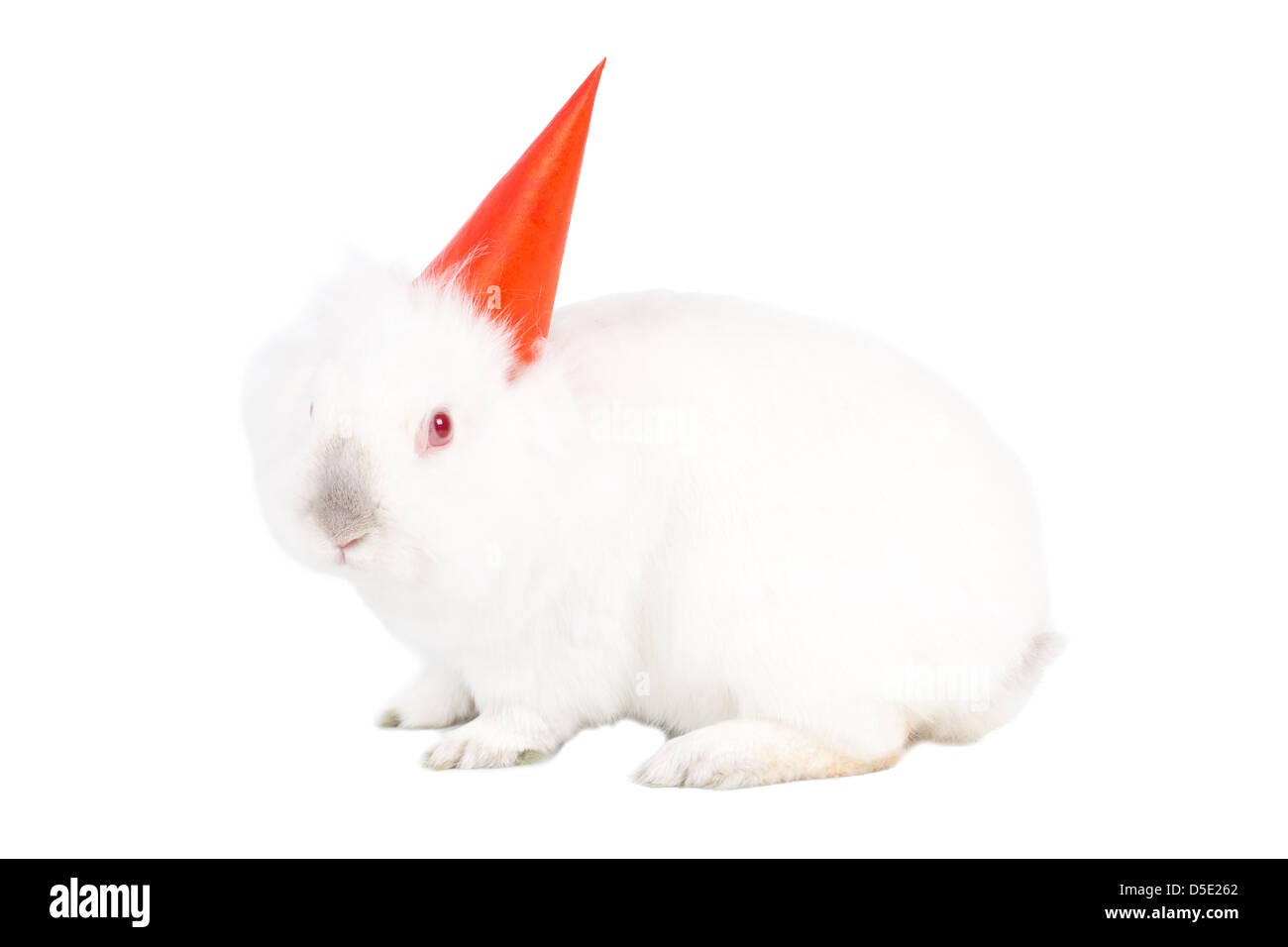 Sale > bunny with party hat > in stock