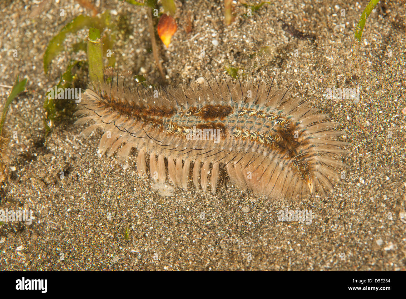 Orange Fire Worm (Eurythoe complanata), crawling along the sandy bottom at secret bay in Bali, Indonesia. Stock Photo