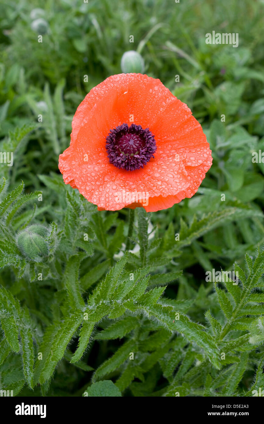 Common Poppy or Red Poppies (Papaver rhoeas) Stock Photo