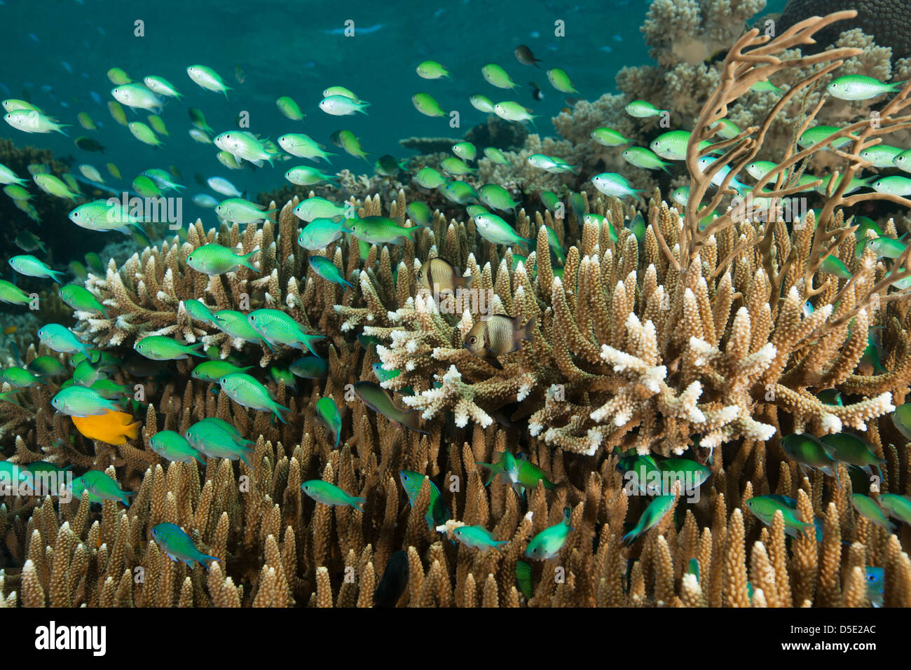 Blue-green Chromis (Chromis viridis), Lemon Damsel (Pomacentrus moluccensis), and other fish on a tropical coral reef Stock Photo