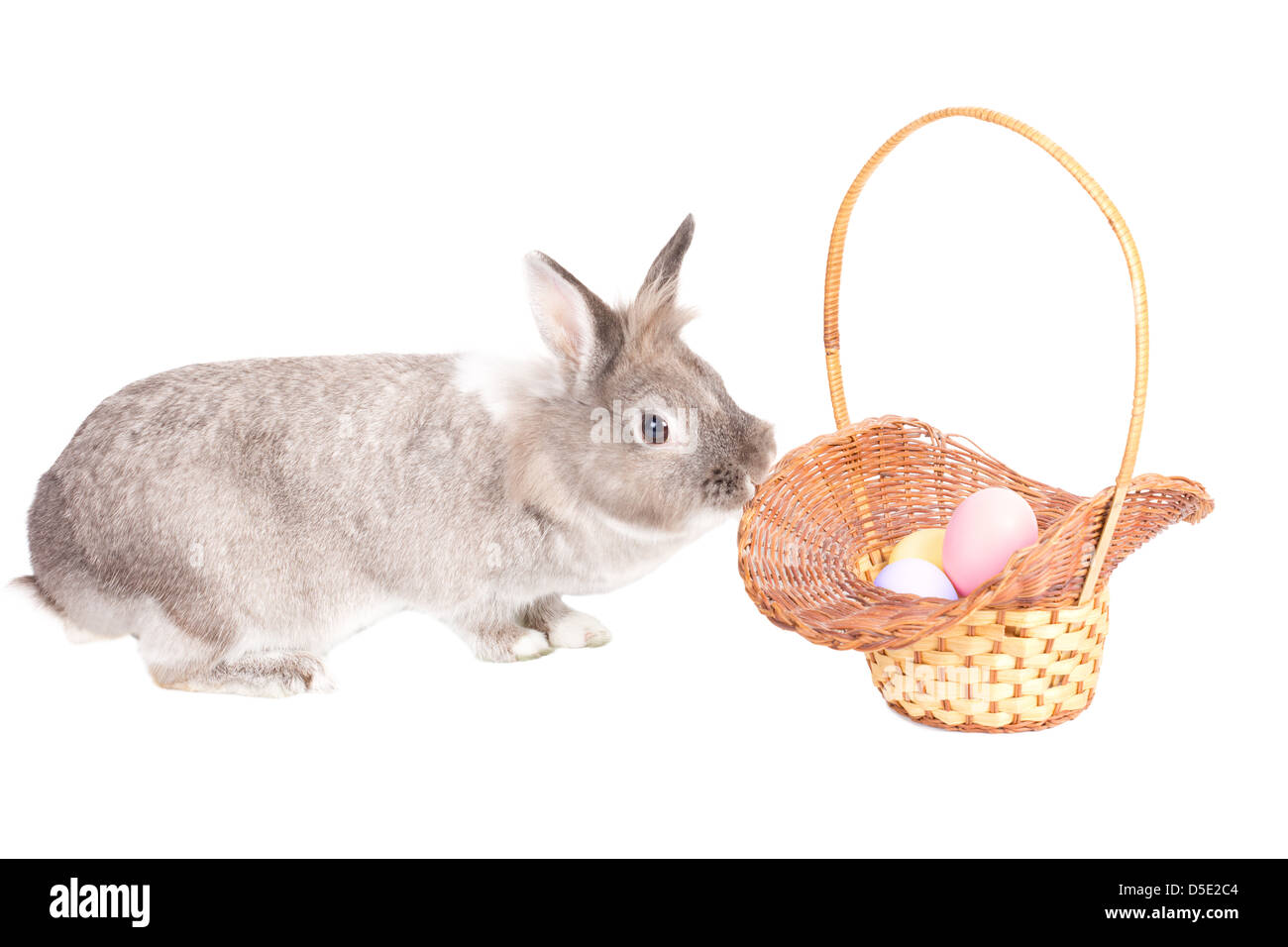 Adorable little furry grey Easter Bunny with a decorative wicker basket filled with traditional colourful painted Easter Eggs isolated on white with copyspace for your greeting. Stock Photo