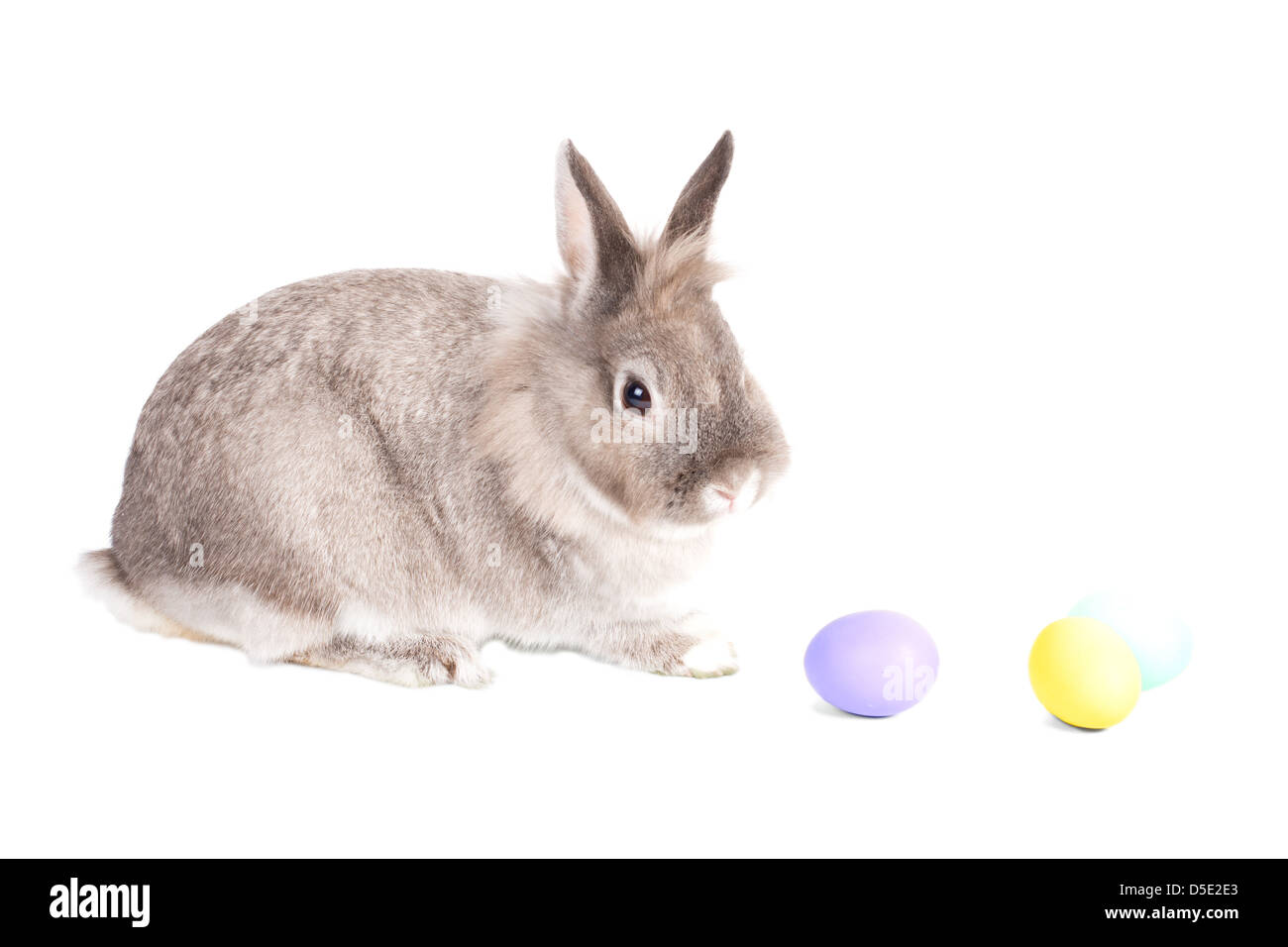 Cute little cottontail bunny with traditional painted Easter Eggs in pretty pastel colours, isolated on white Stock Photo