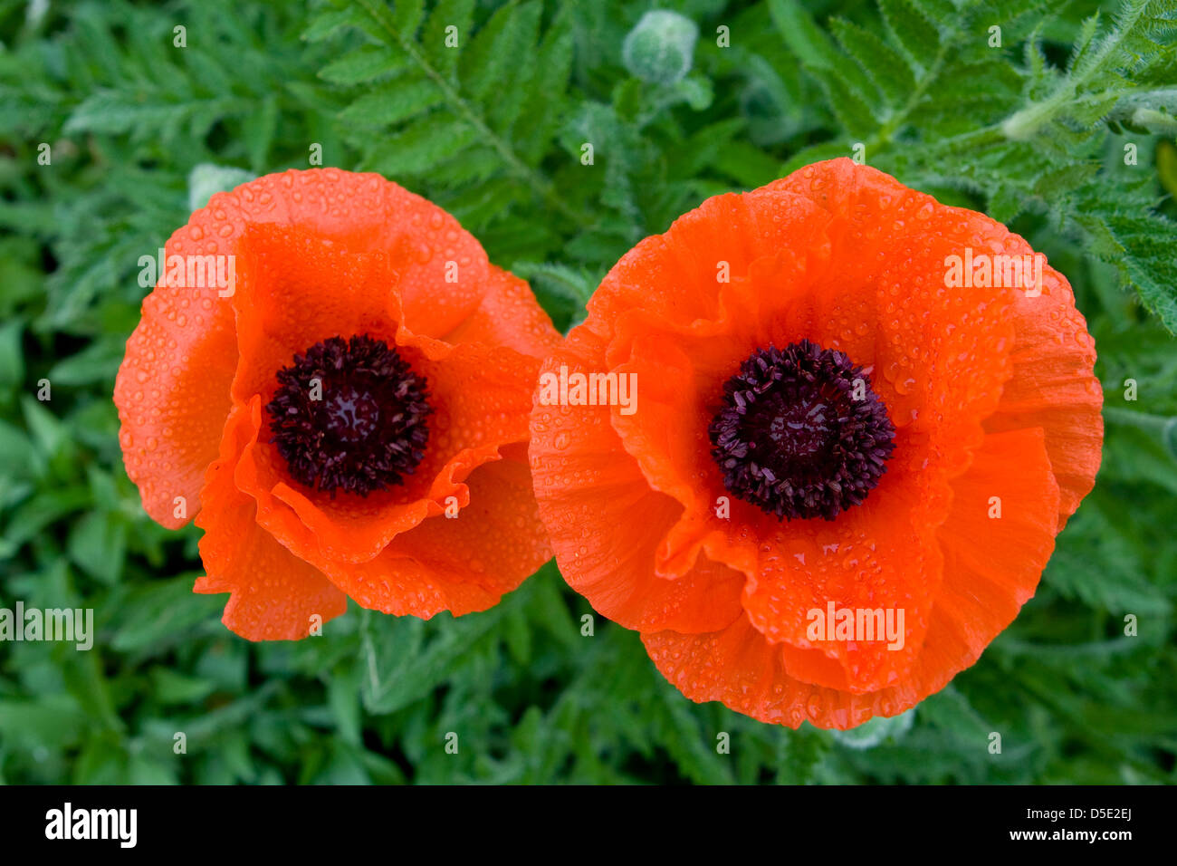 Common Poppy or Red Poppies (Papaver rhoeas) Stock Photo