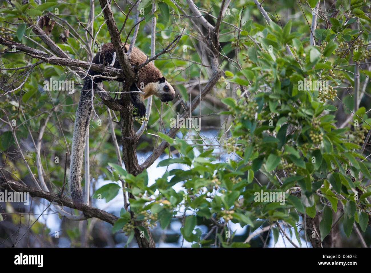 Black Giant Squirrel (or Malayan Giant Squirrel) (Ratufa bicolor) in a tree in Bali, Indonesia. Stock Photo
