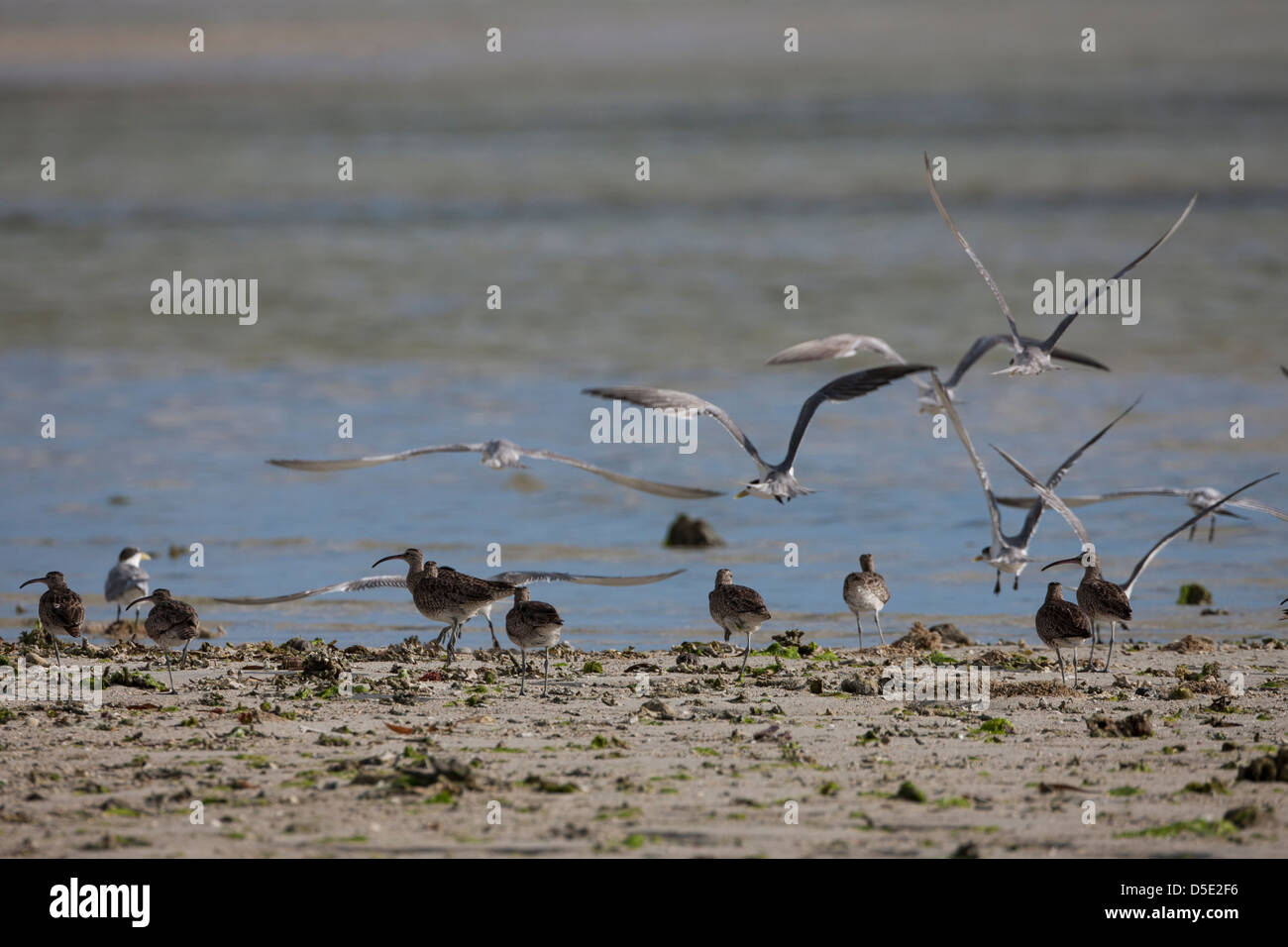 Great Crested Tern (Thalasseus bergii cristatus) taking flight and Whimbrel (Numenius phaeopus variegatus) Stock Photo