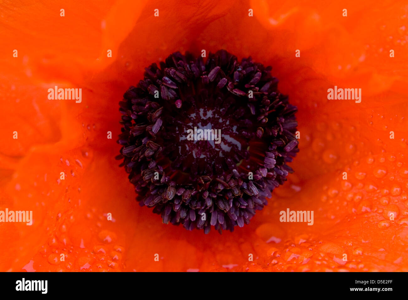 Common Poppy or Red Poppies (Papaver rhoeas) Stock Photo