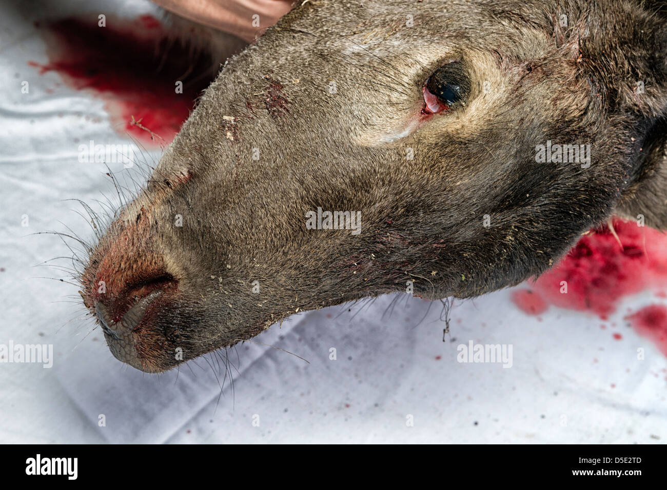 Head of a deer carcass Stock Photo