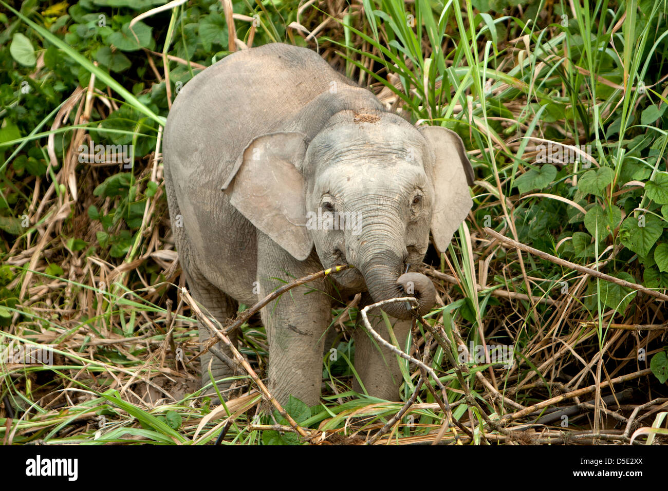 A juvenile Borneo Pygmy Elephant (Elephas maximus borneensis) Stock Photo