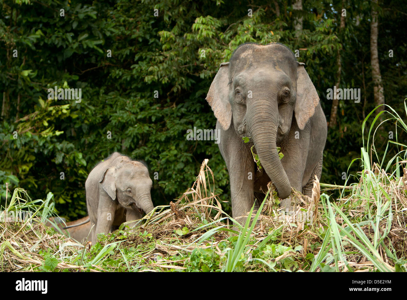 A Borneo Pygmy Elephant with its baby (Elephas maximus borneensis) Stock Photo