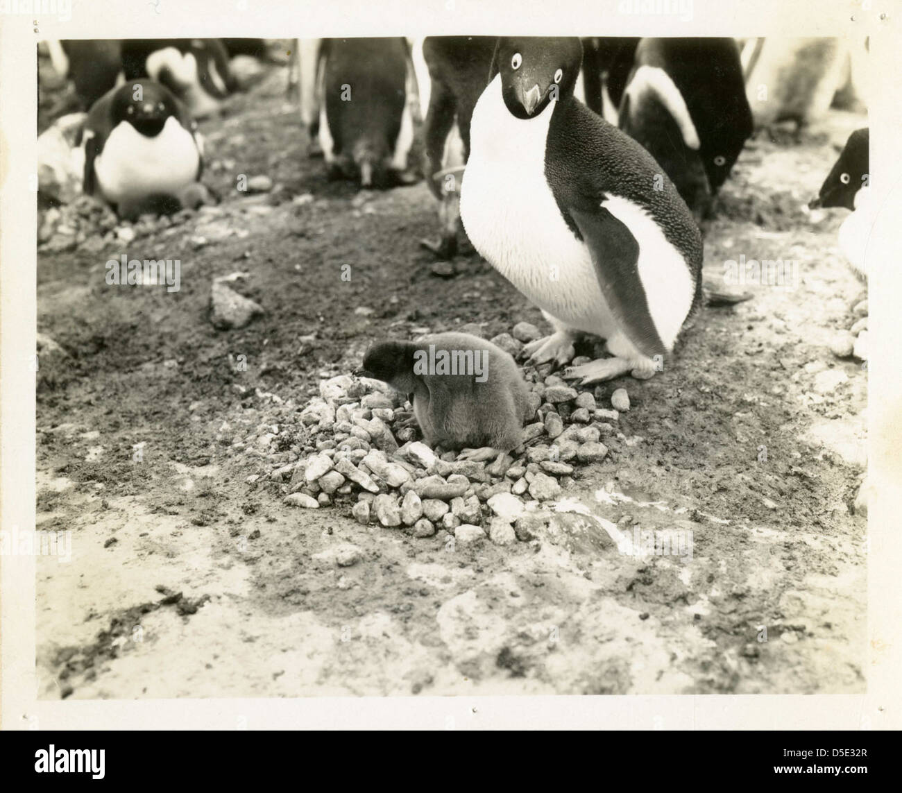The image shows Adelie penguins in Antarctica, including a penguin ...